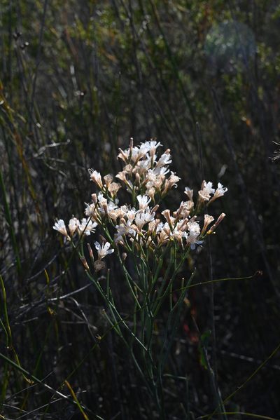 Limonium longifolium, photographed by Deon van Eeden