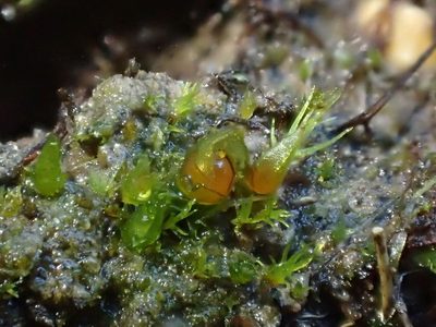 Acaulon muticum, photographed by George Greiff