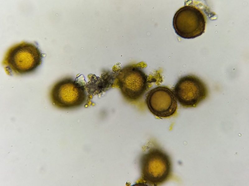Acaulon muticum, photographed by George Greiff