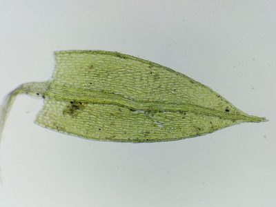 Imbribryum subapiculatum, photographed by George Greiff