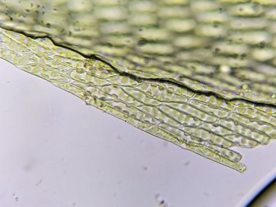 Imbribryum subapiculatum, photographed by George Greiff