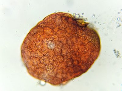 Imbribryum subapiculatum, photographed by George Greiff