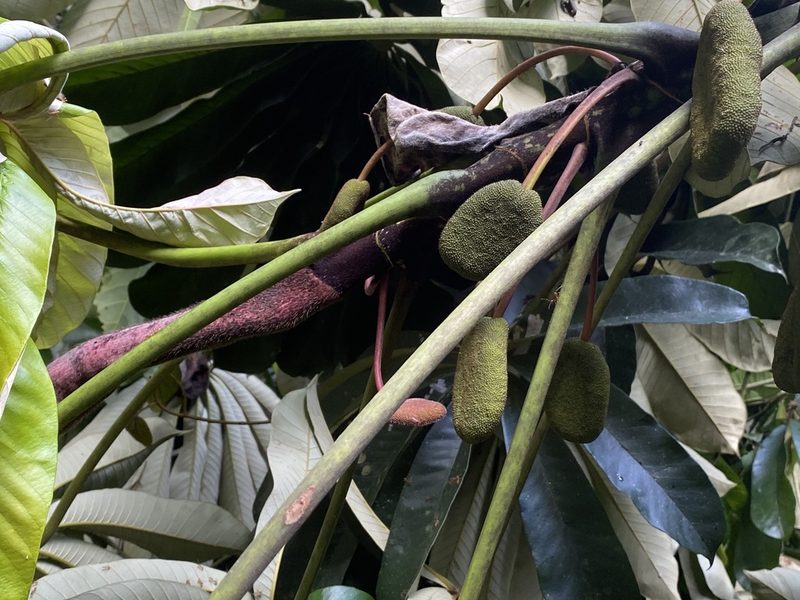 Musanga cecropioides, photographed by Jean-Paul Boerekamps