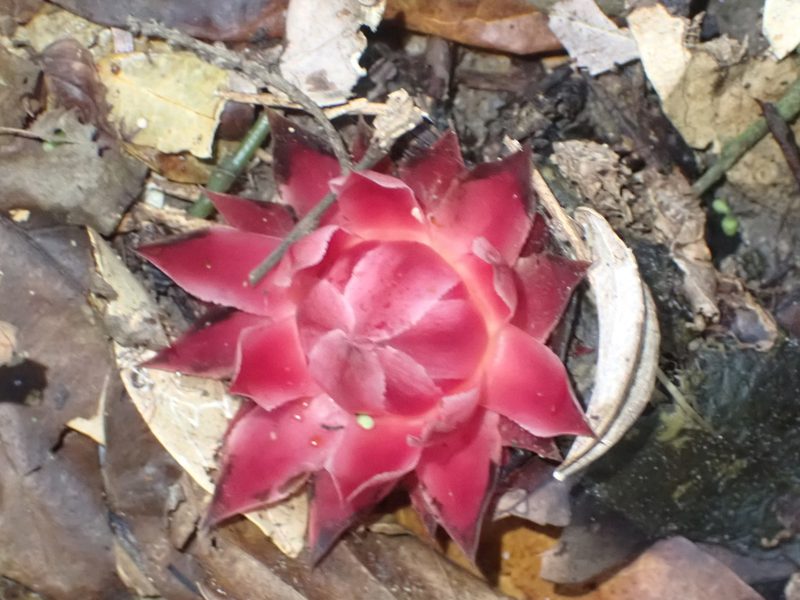 Thonningia sanguinea, photographed by Jean-Paul Boerekamps