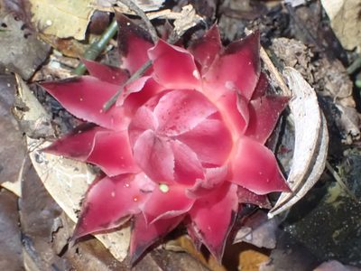 Thonningia sanguinea, photographed by Jean-Paul Boerekamps