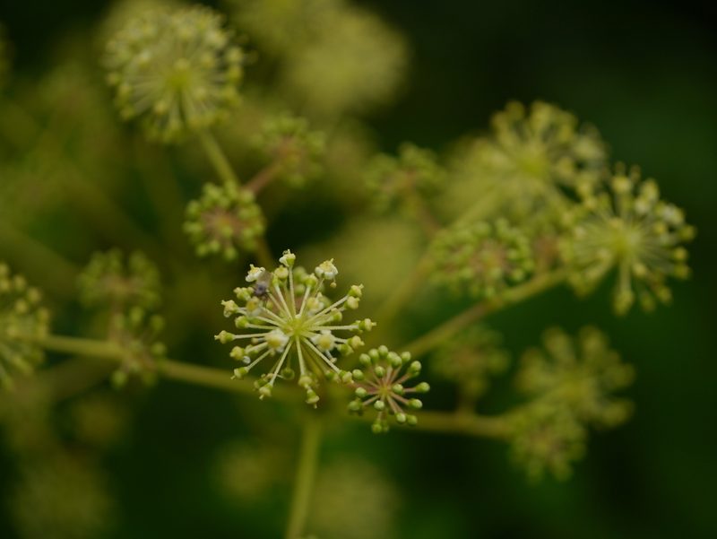 Aralia cachemirica, photographed by Dinesh Valke