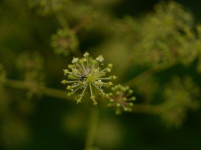 Aralia cachemirica, photographed by Dinesh Valke