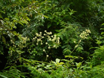 Aralia cachemirica, photographed by Dinesh Valke