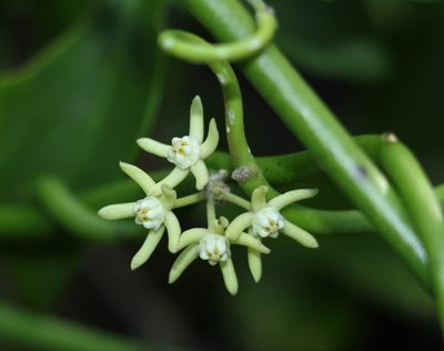Cynanchum viminale, photographed by Greg Tasney