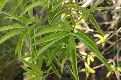 Alstonia constricta, photographed by Greg Tasney