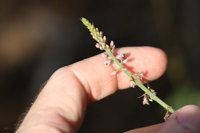 Oxytes brachypoda, photographed by Greg Tasney