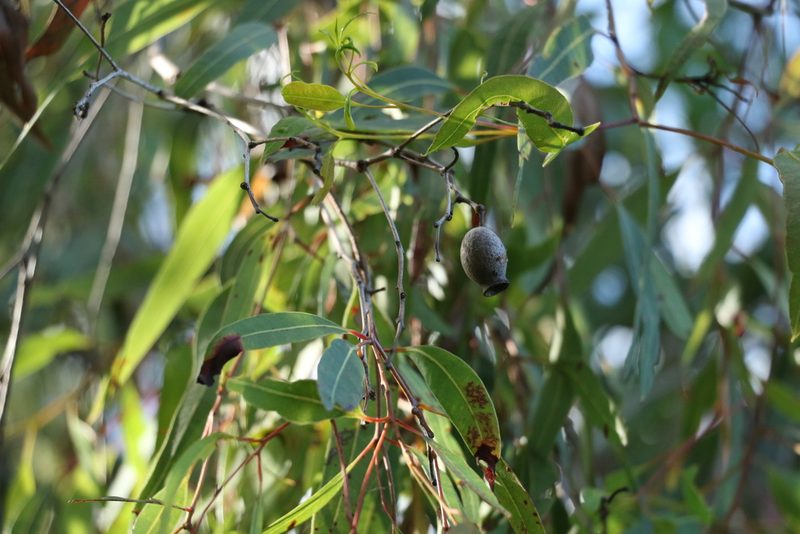 Corymbia clarksoniana, photographed by Greg Tasney