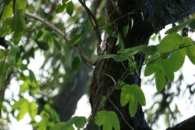 Corymbia clarksoniana, photographed by Greg Tasney