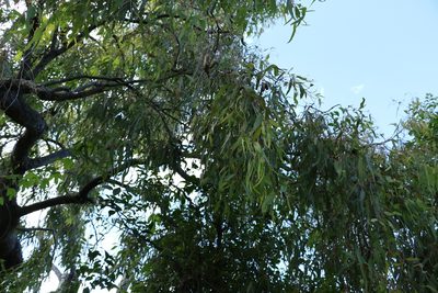 Corymbia clarksoniana, photographed by Greg Tasney