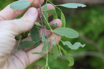 Santalum lanceolatum, photographed by Greg Tasney