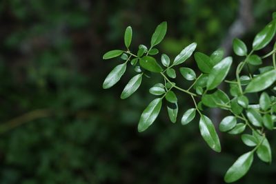 Jasminum didymum, photographed by Greg Tasney