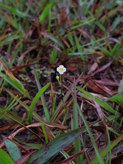Mitrasacme pygmaea, photographed by pbsg