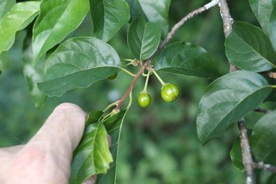 Turraea pubescens, photographed by Greg Tasney