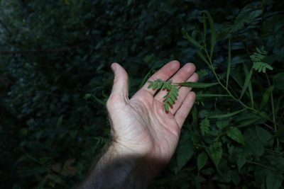 Acacia salicina, photographed by Greg Tasney