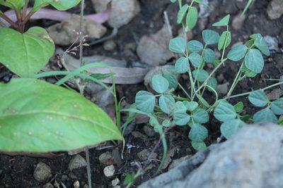 Rhynchosia minima, photographed by Greg Tasney