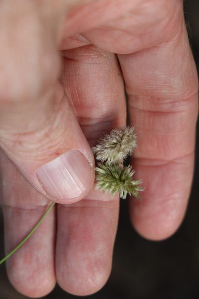 Enneapogon lindleyanus, photographed by Greg Tasney