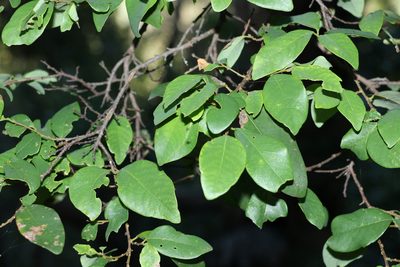 Bridelia leichhardtii, photographed by Greg Tasney
