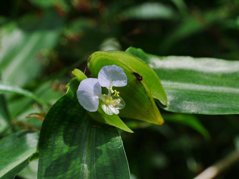 Commelina paludosa, photographed by Jacy Chen