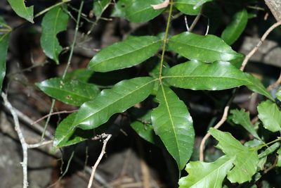 Zanthoxylum brachyacanthum, photographed by Greg Tasney
