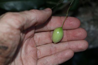 Capparis sarmentosa, photographed by Greg Tasney
