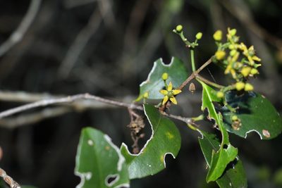 Loeseneriella barbata, photographed by Greg Tasney