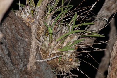 Cymbidium canaliculatum, photographed by Greg Tasney