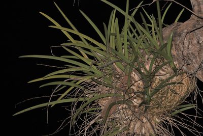 Cymbidium canaliculatum, photographed by Greg Tasney