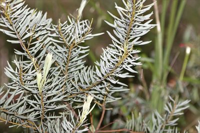 Acacia decora, photographed by Greg Tasney
