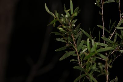 Acacia excelsa