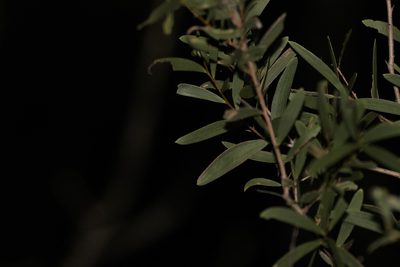 Acacia excelsa, photographed by Greg Tasney