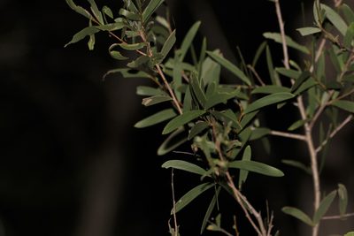 Acacia excelsa, photographed by Greg Tasney