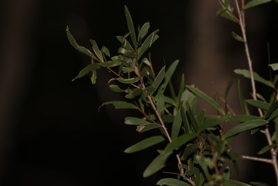 Acacia excelsa, photographed by Greg Tasney