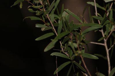 Acacia excelsa, photographed by Greg Tasney