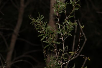 Acacia excelsa, photographed by Greg Tasney
