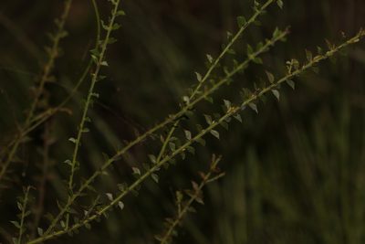 Acacia amblygona
