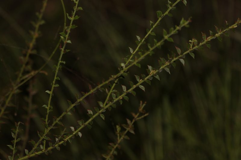 Acacia amblygona, photographed by Greg Tasney