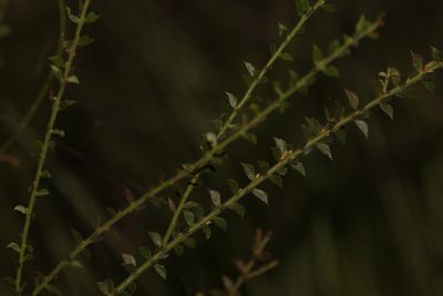 Acacia amblygona, photographed by Greg Tasney