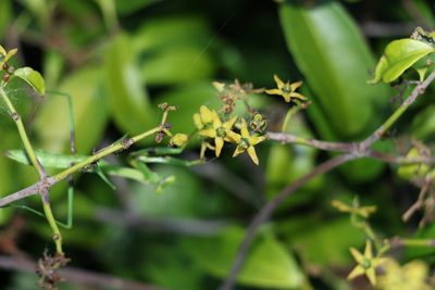Loeseneriella barbata, photographed by Greg Tasney