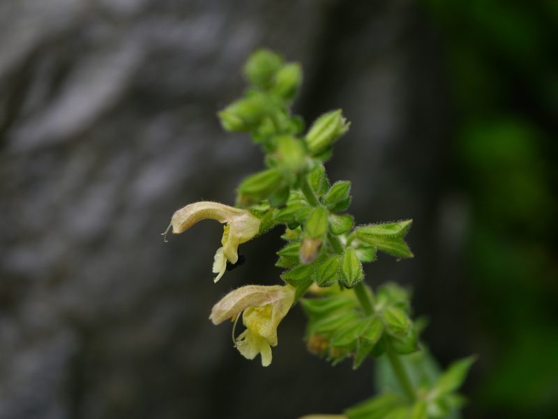 Salvia nubicola, photographed by Dinesh Valke
