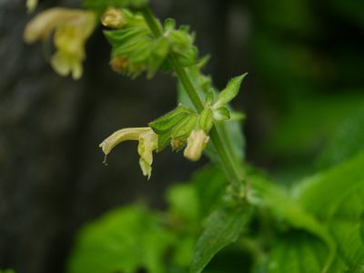 Salvia nubicola, photographed by Dinesh Valke