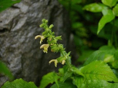 Salvia nubicola, photographed by Dinesh Valke