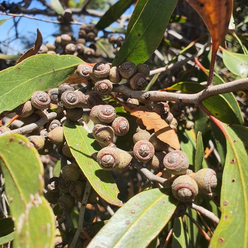 Eucalyptus arenacea, photographed by Claudia Schipp