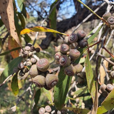 Eucalyptus arenacea, photographed by Claudia Schipp