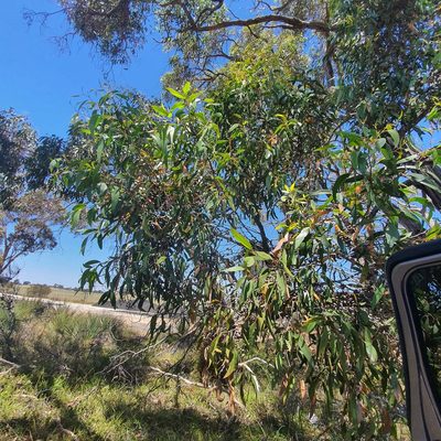 Eucalyptus arenacea, photographed by Claudia Schipp
