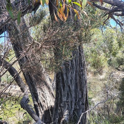 Eucalyptus arenacea, photographed by Claudia Schipp
